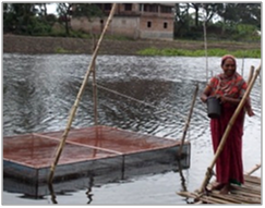 Aquaculture brings benefits to resource poor women in Bangladesh