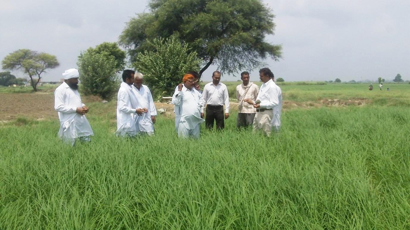 Cereal Systems Initiative for South Asia (CSISA) » Partnering Indian ...