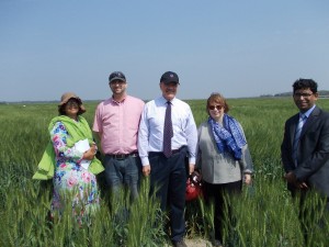 US Amb Wheat field