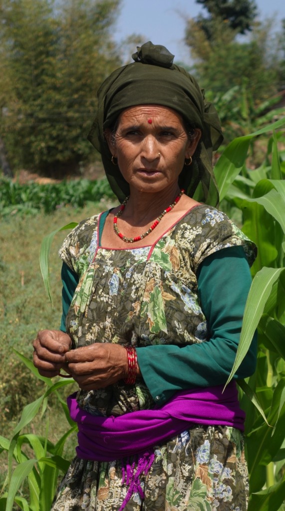 Nepali woman farmer in her maize field