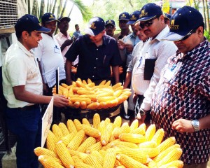 Participants compare cob size of different hybrid maize varieties at Bioseed company in Hyderabad.