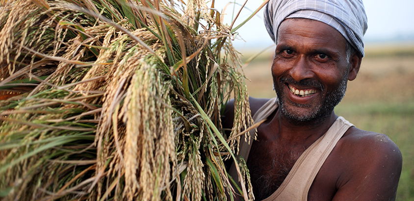 Rice harvest