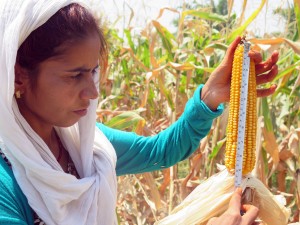 Dhangadhi Maize