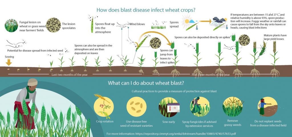 Cereal Systems Initiative for South Asia (CSISA) » CSISA Success Story